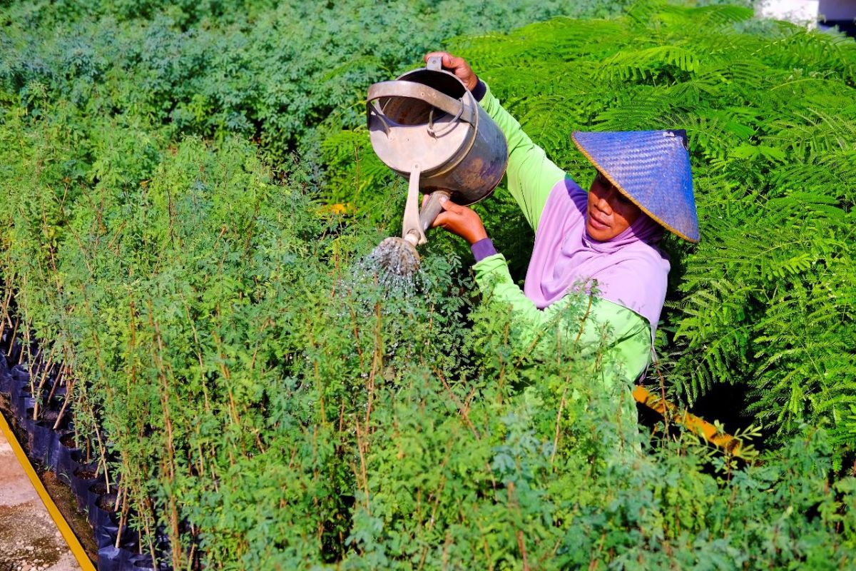 SIG target penurunan emisi karbon melalui penanaman kaliandra merah