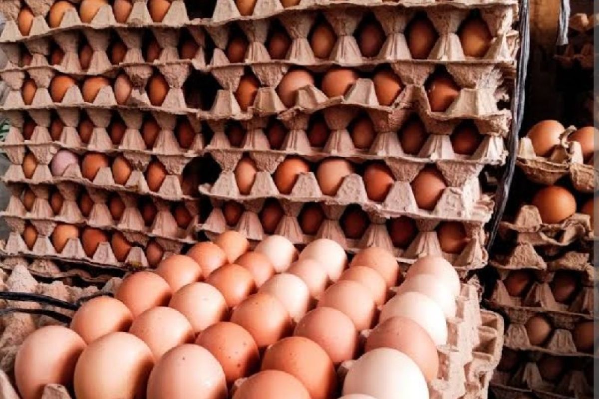Harga telur ayam di pasar Hamadi Jayapura naik jadi Rp78.000/rak