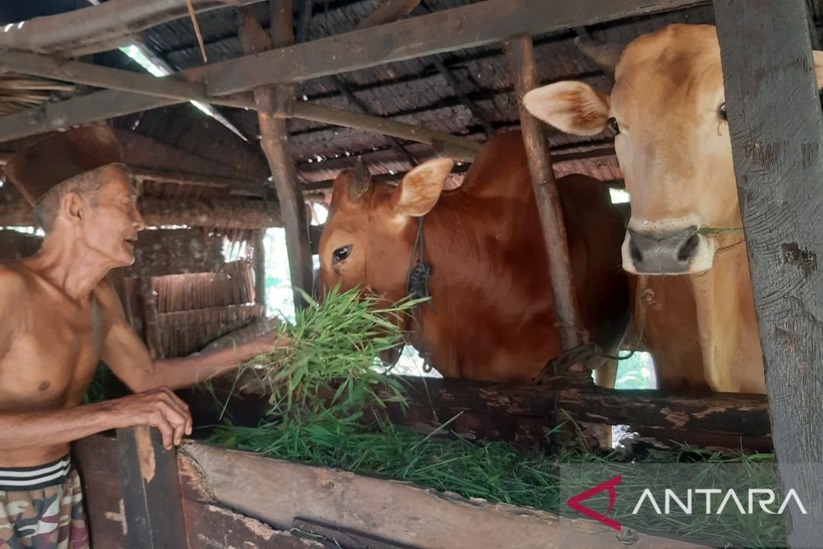 Neraca hewan kurban 2023 di Kalimantan Barat masih surplus 649 ekor