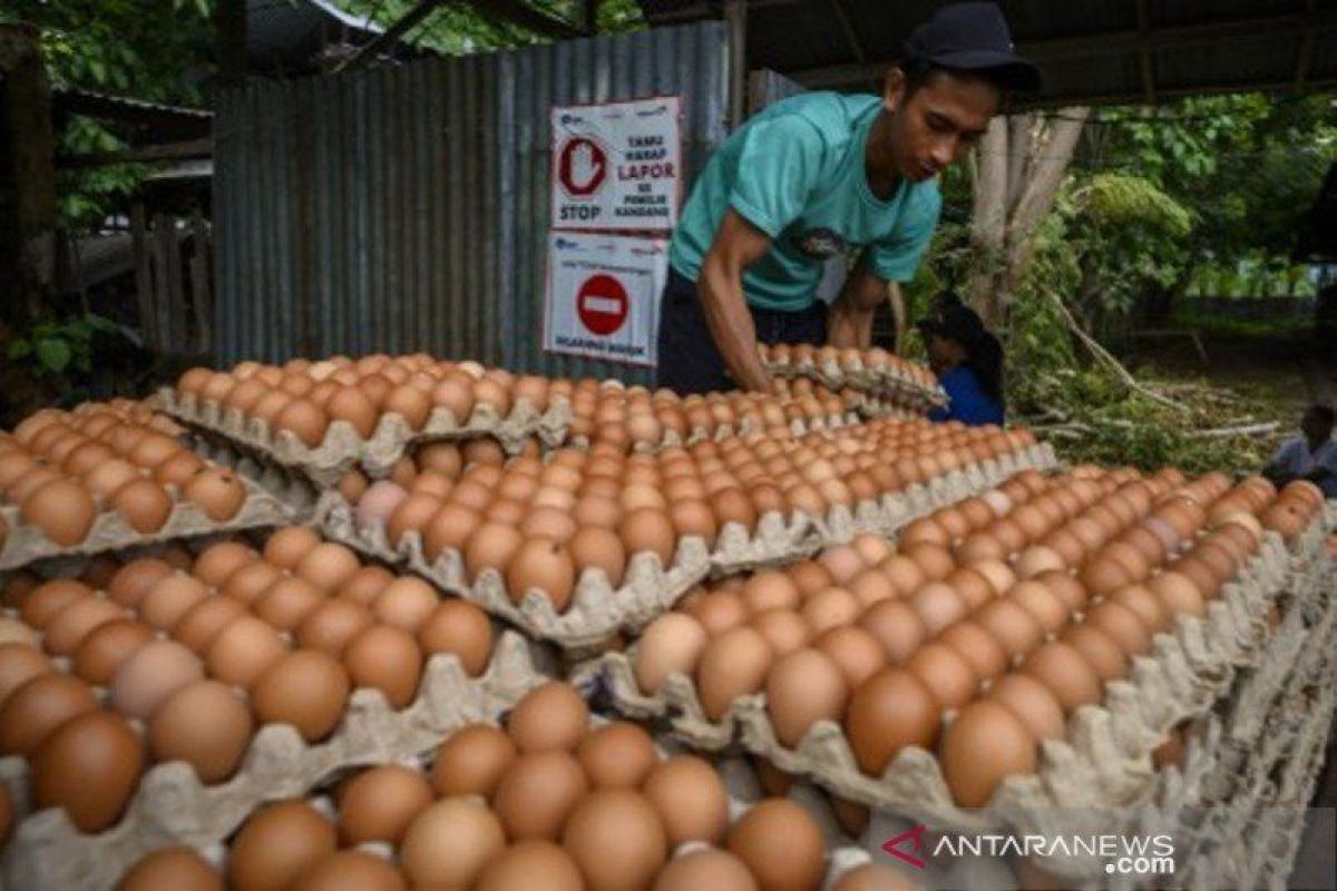 Harga telur ayam ras berangsur normal di pasar Kota Palu