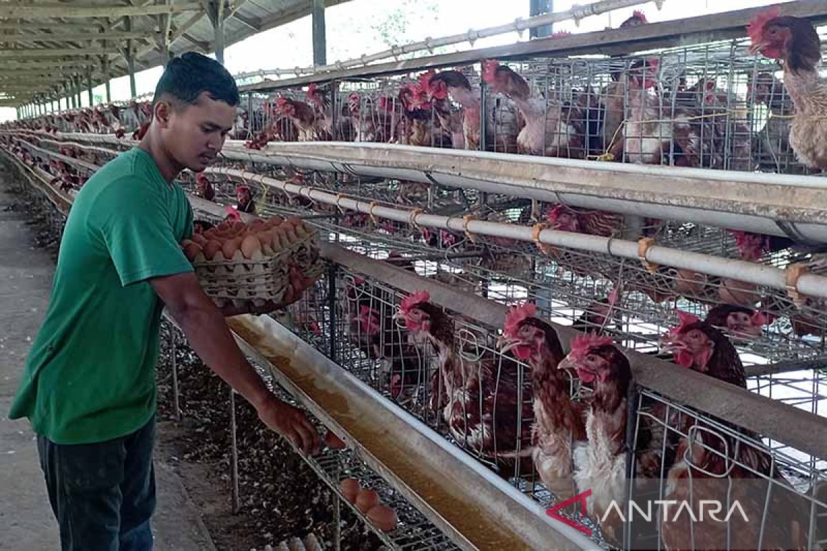 Produksi telur BTNR Aceh capai 21.000 butir per hari