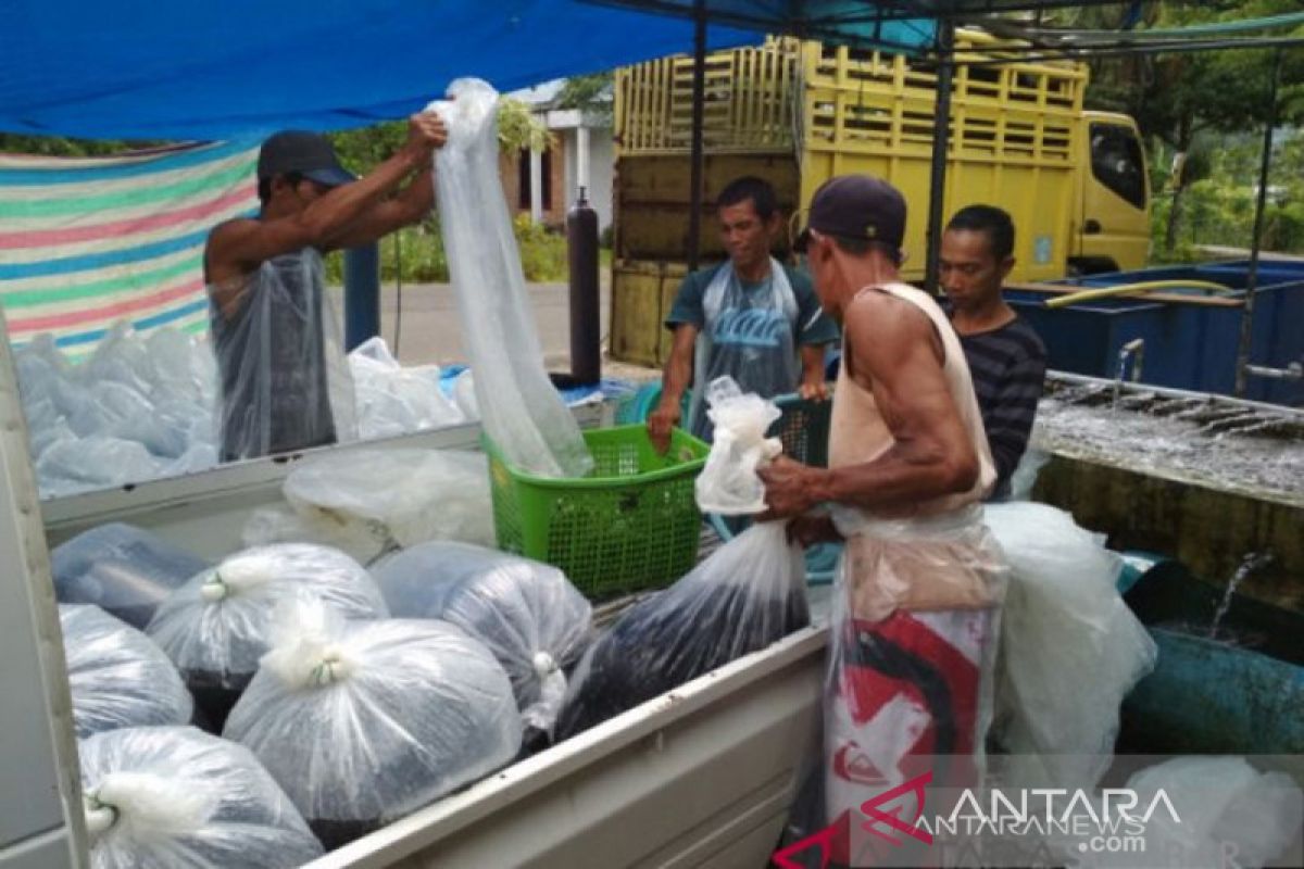 Produksi ikan di Agam capai 7.093,10 ton pada triwulan pertama