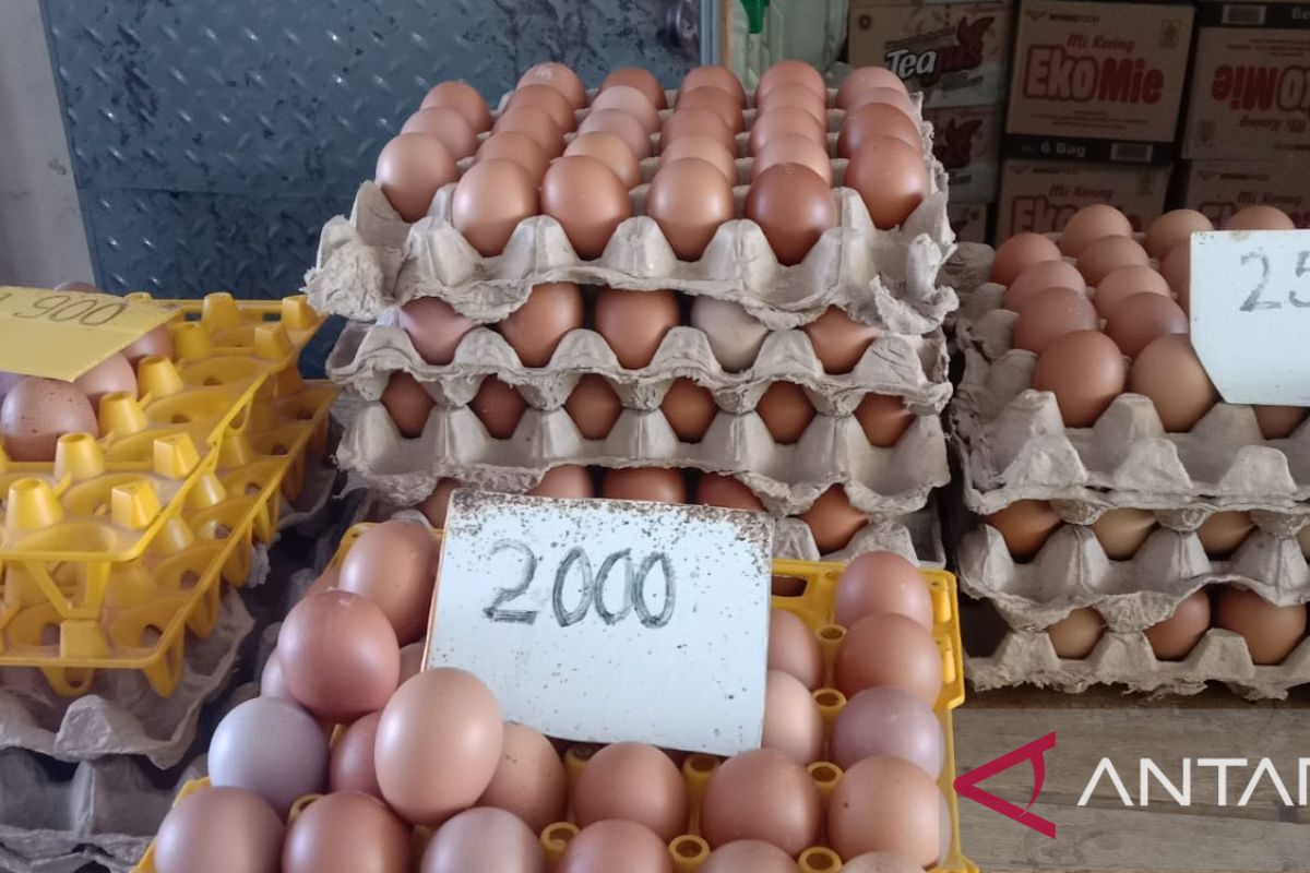 Harga telur di Gorontalo alami kenaikan