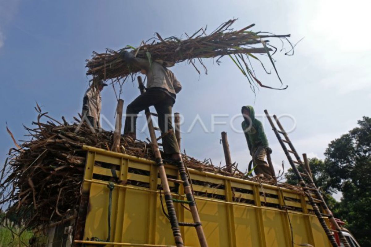 APTRI Jabar sebut luas areal lahan tebu petani meningkat