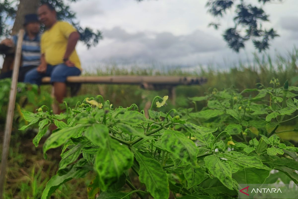Pemkab Tapin ingin buka 450 hektare lahan cabai rawit hiyung