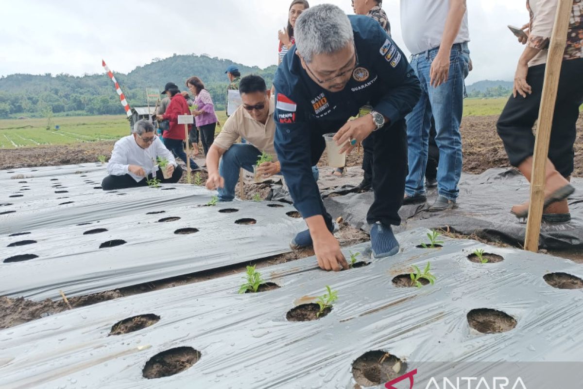 Sulut ekspor 11.892 kilogram Stevia ke Korea Selatan