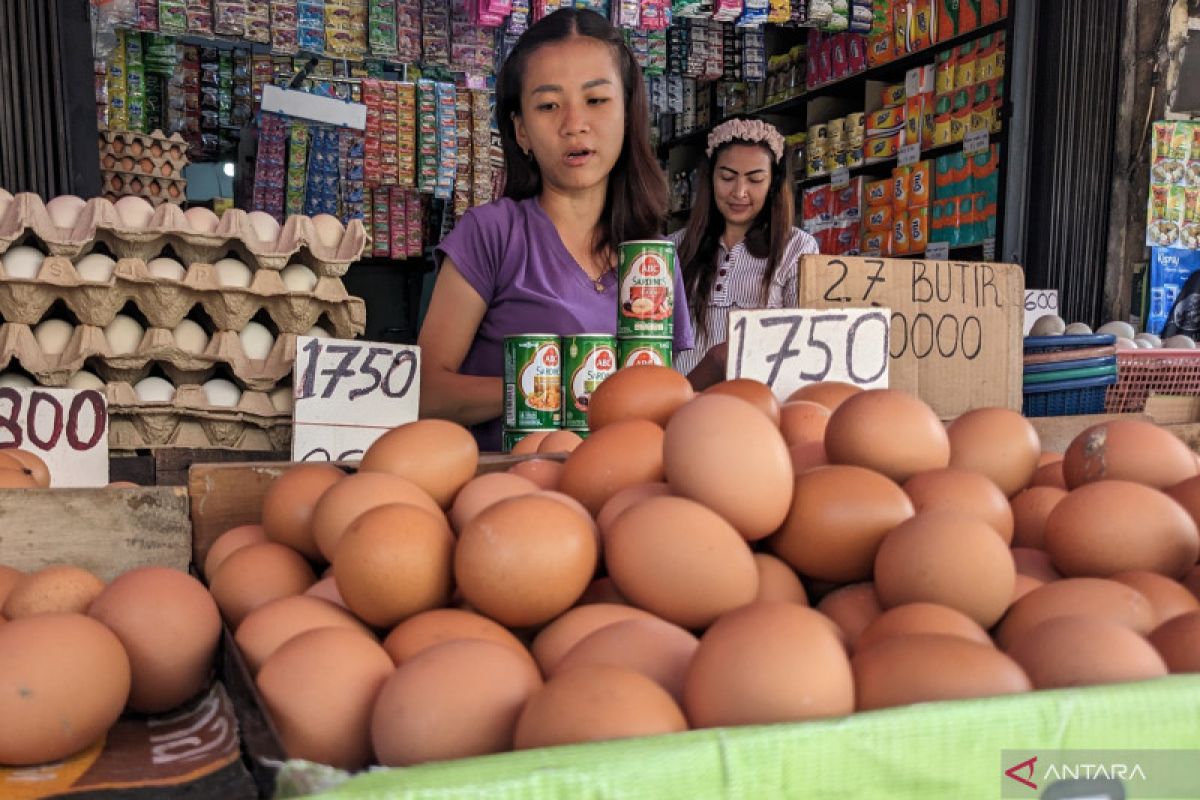 Pedagang keluhkan tingginya harga telur ayam di Medan
