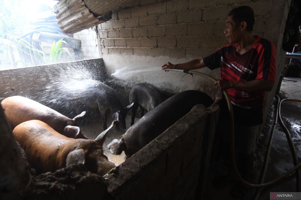 1.726 ternak babi di Mimika mati akibat virus ASF