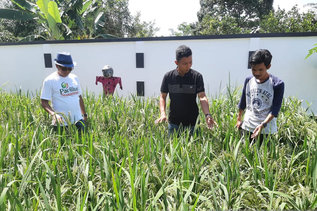 Kisah sukses warga Tanjungpinang tanam padi di pekarangan rumah
