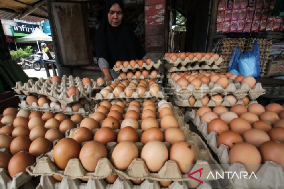 Harga telur ayam di Banda Aceh tembus Rp53 ribu per papan