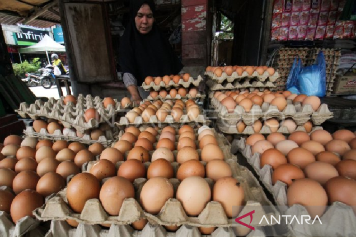 Harga telur di Banda Aceh alami kenaikan menjadi Rp53 ribu per papan