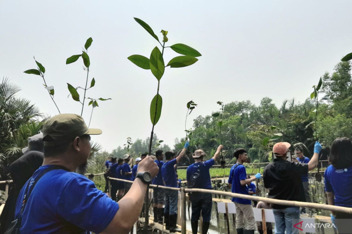 Hutan mangrove Muara Angke jadi suaka di balik pencakar langit Jakarta