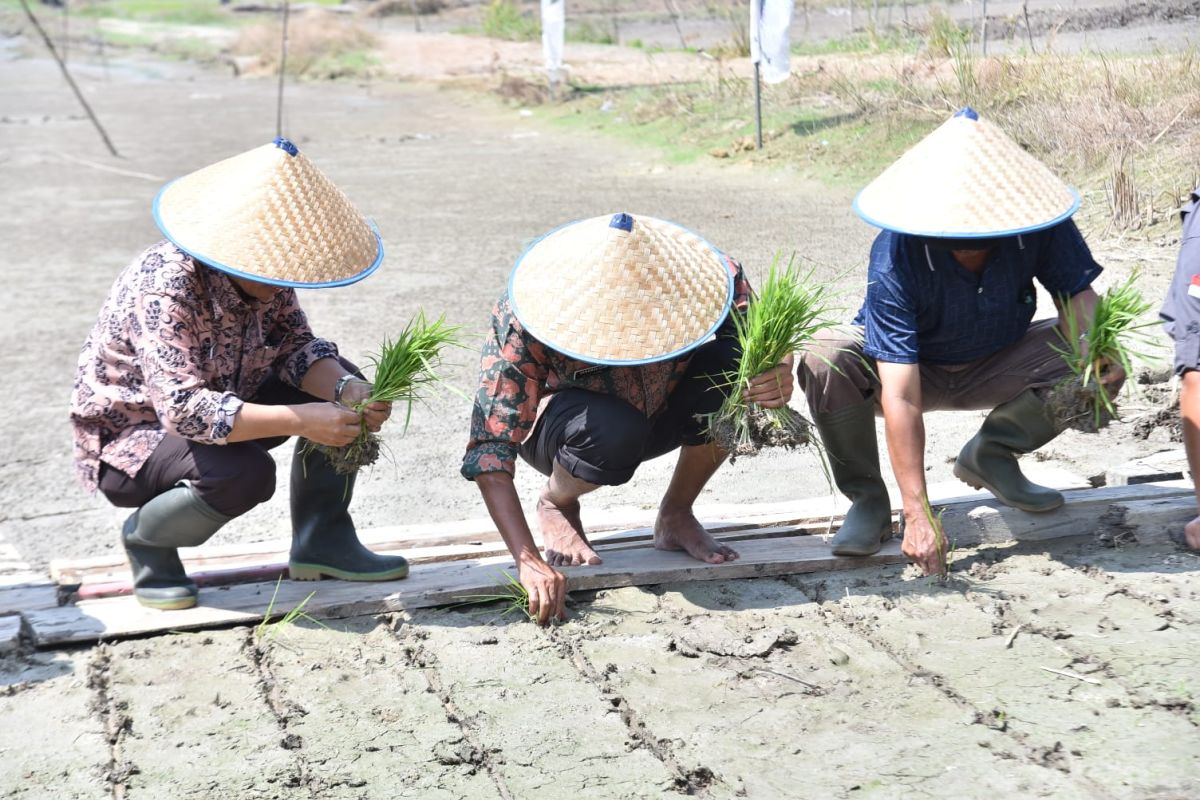 Pemkab Batanghari gelar pelaksanaan penanaman padi