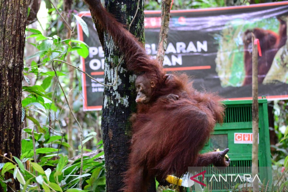 BKSDA Kaltim evakuasi induk orang utan kurus yang viral melintasi area tambang batu bara