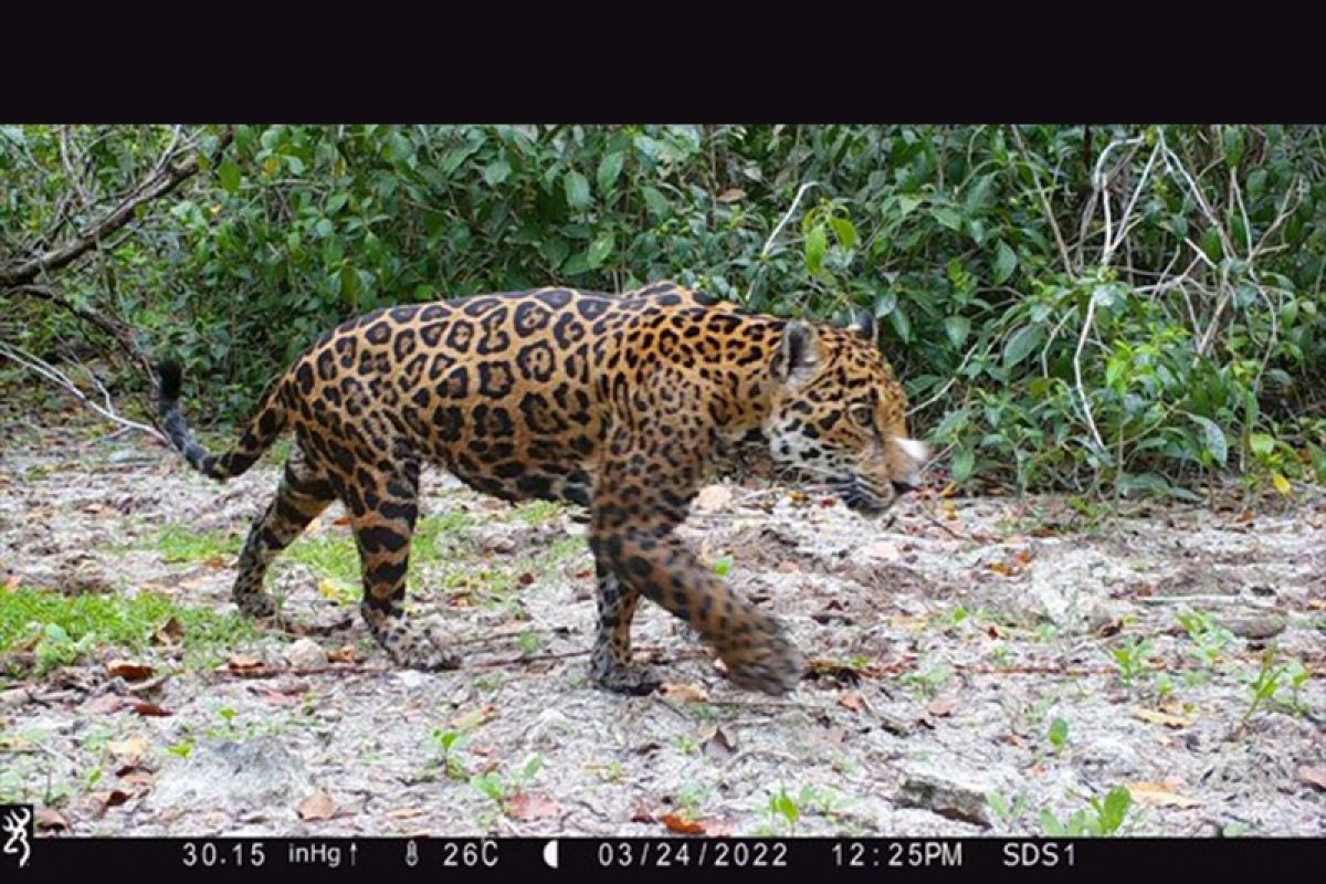 Huawei dan Mitra-Mitranya untuk Pertama Kalinya Temukan Jaguar di Dzilam State Reserve, Meksiko