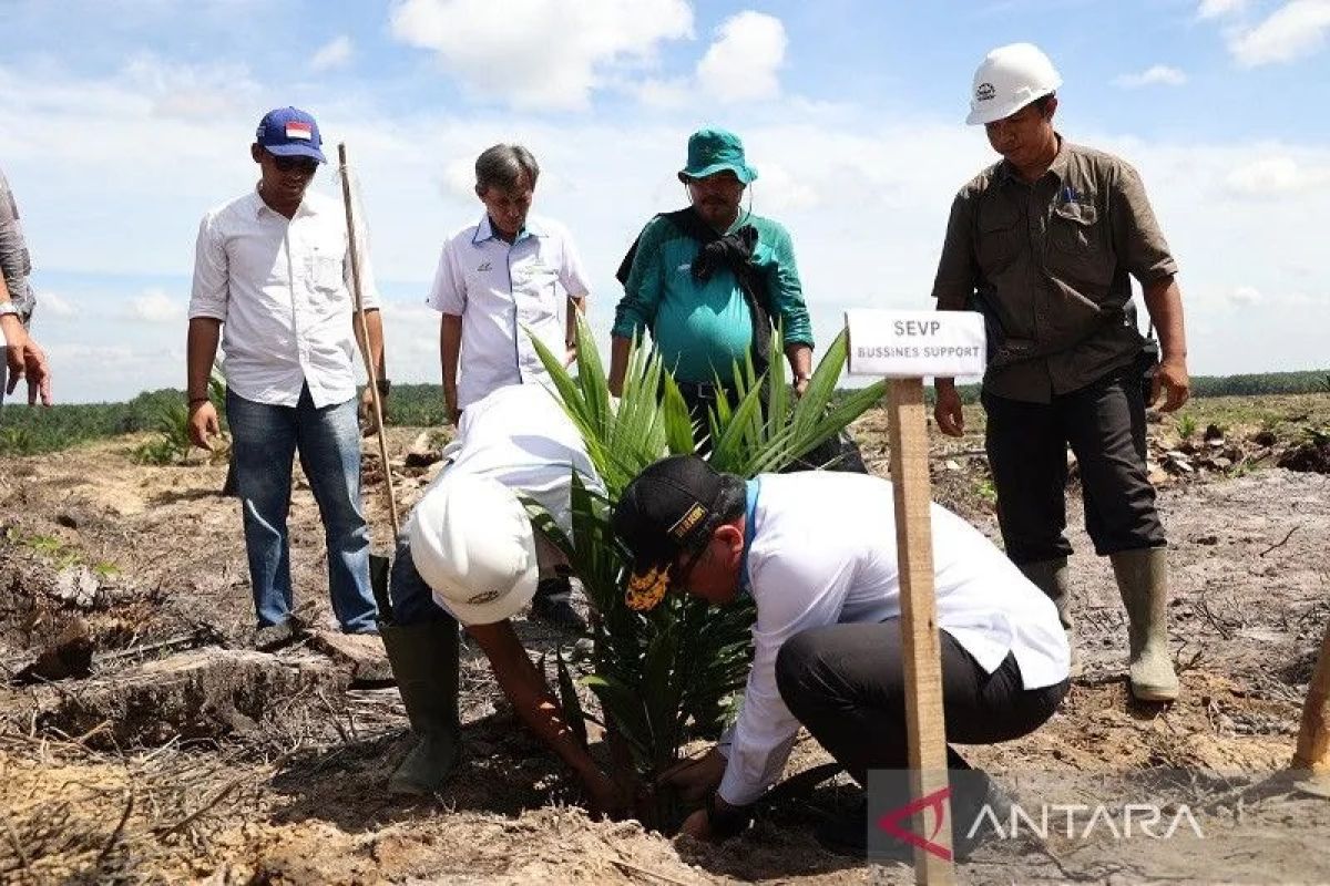 Realisasi peremajaan sawit rakyat di Riau capai 1.573 ha