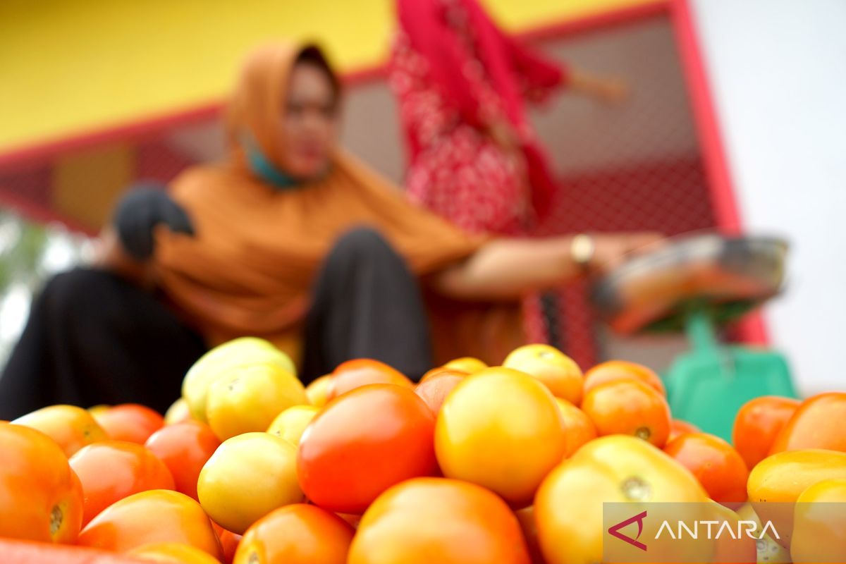 Harga tomat di Gorontalo alami kenaikan karena stok kurang