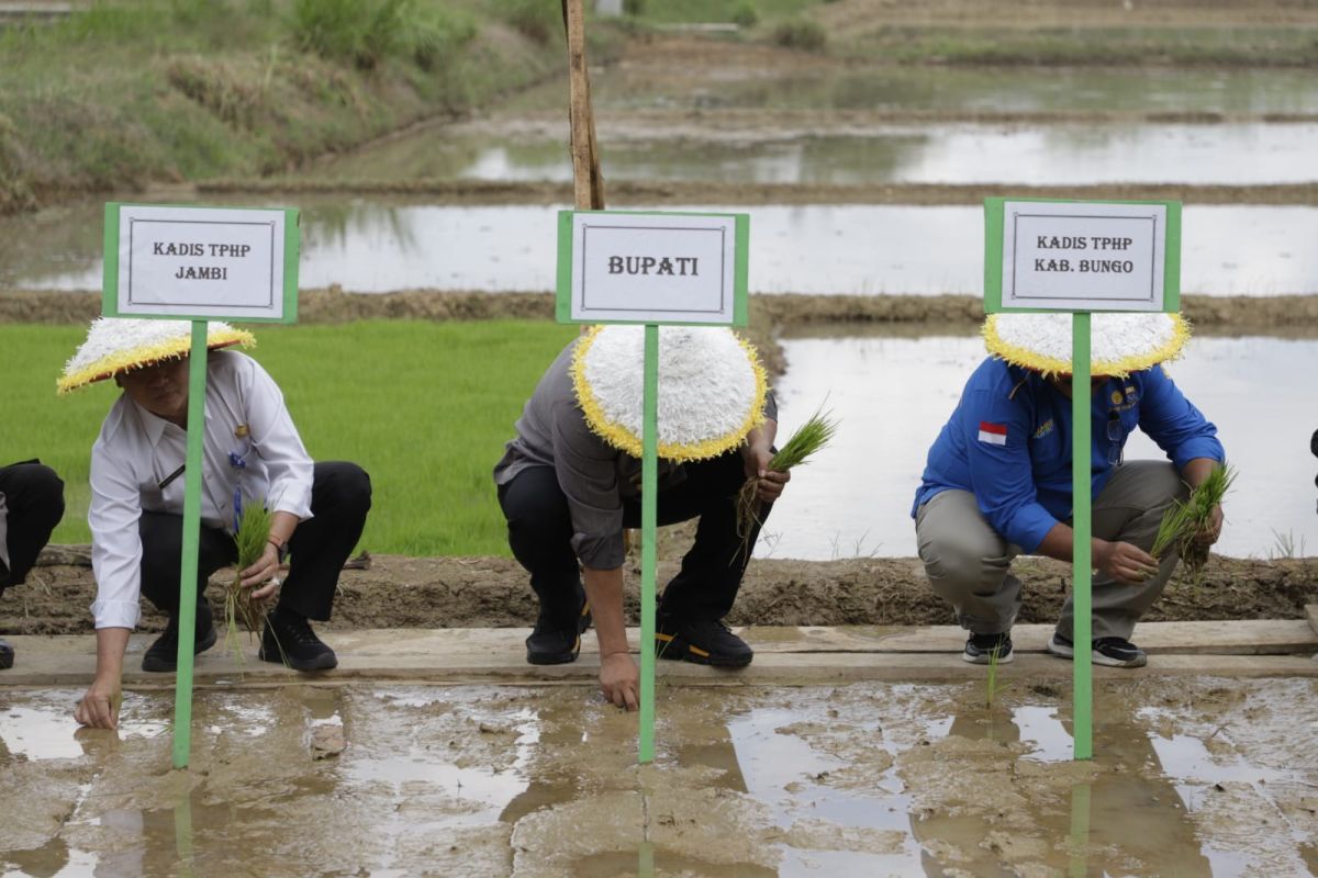 Pemkab Bungo tanam padi Biofortifikasi tingkatkan ketahanan pangan