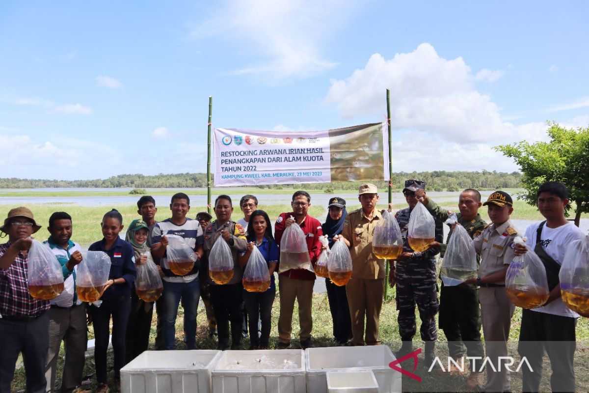 KKP lepaskan 223 ikan Arwana Jardini di Kampung Kweell Merauke