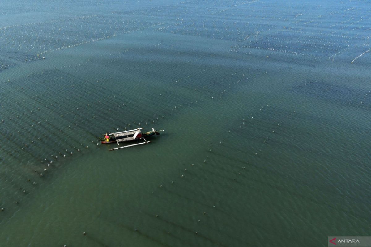 KKP sebut 80 persen rumput laut RI diekspor dalam bentuk kering