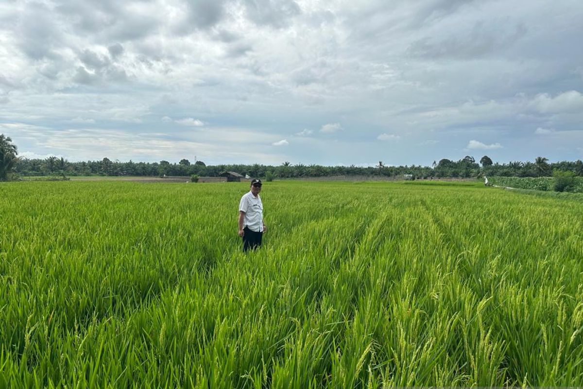 Lampung farmers asked to expedite planting amid dry season onset