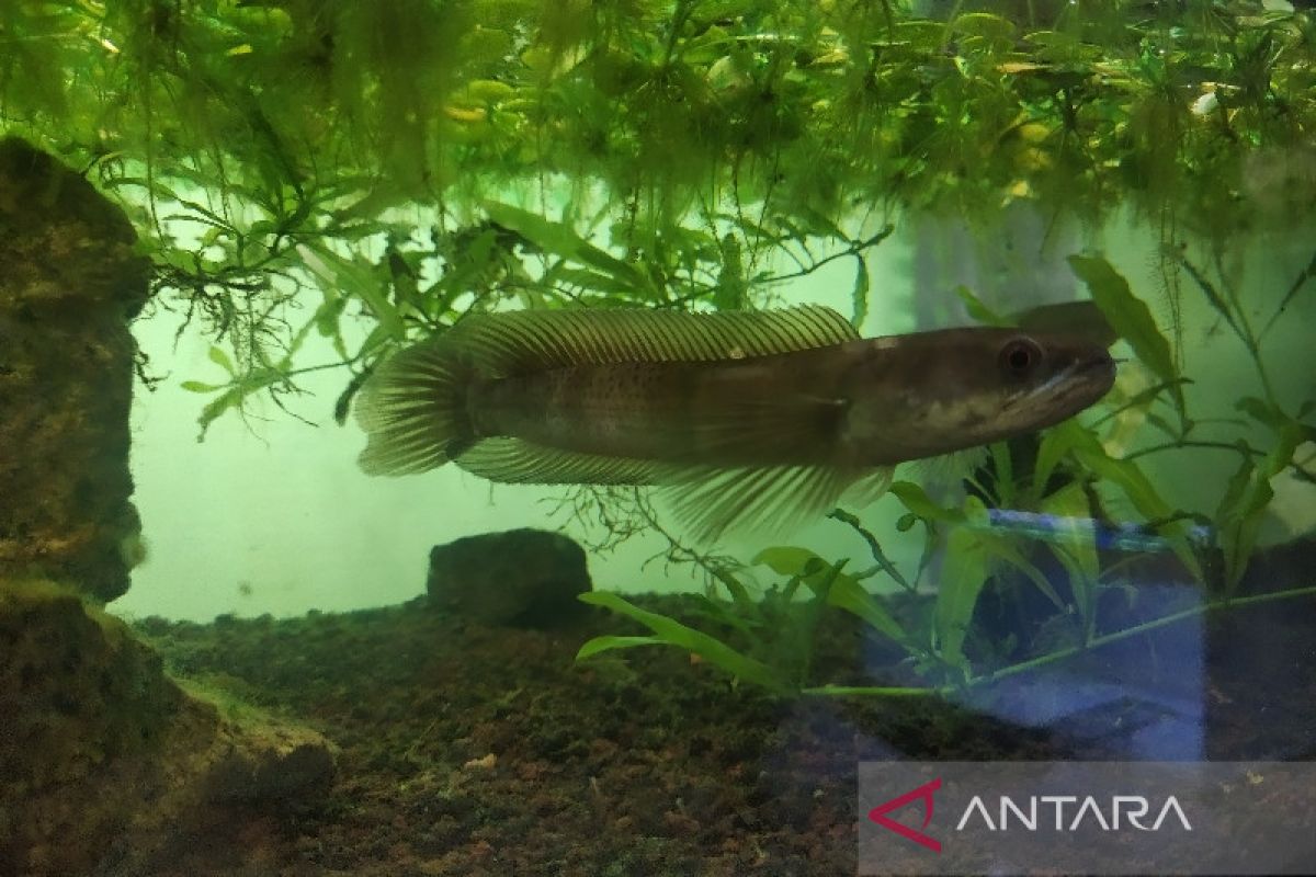 Ikan hias alam Kalimantan Tengah tembus pasar ASEAN