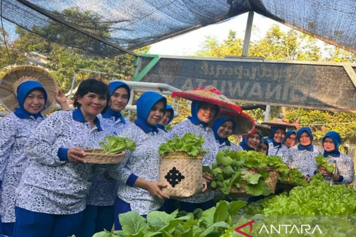 Jalasenastri TNI AL Kendari budi daya sayuran hidroponik penuhi pangan