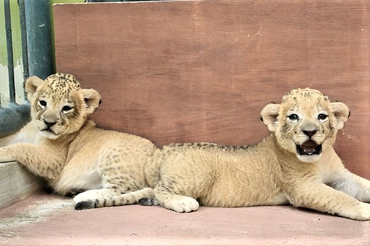 Dua anak singa hasil breeding tambah koleksi satwa KBS
