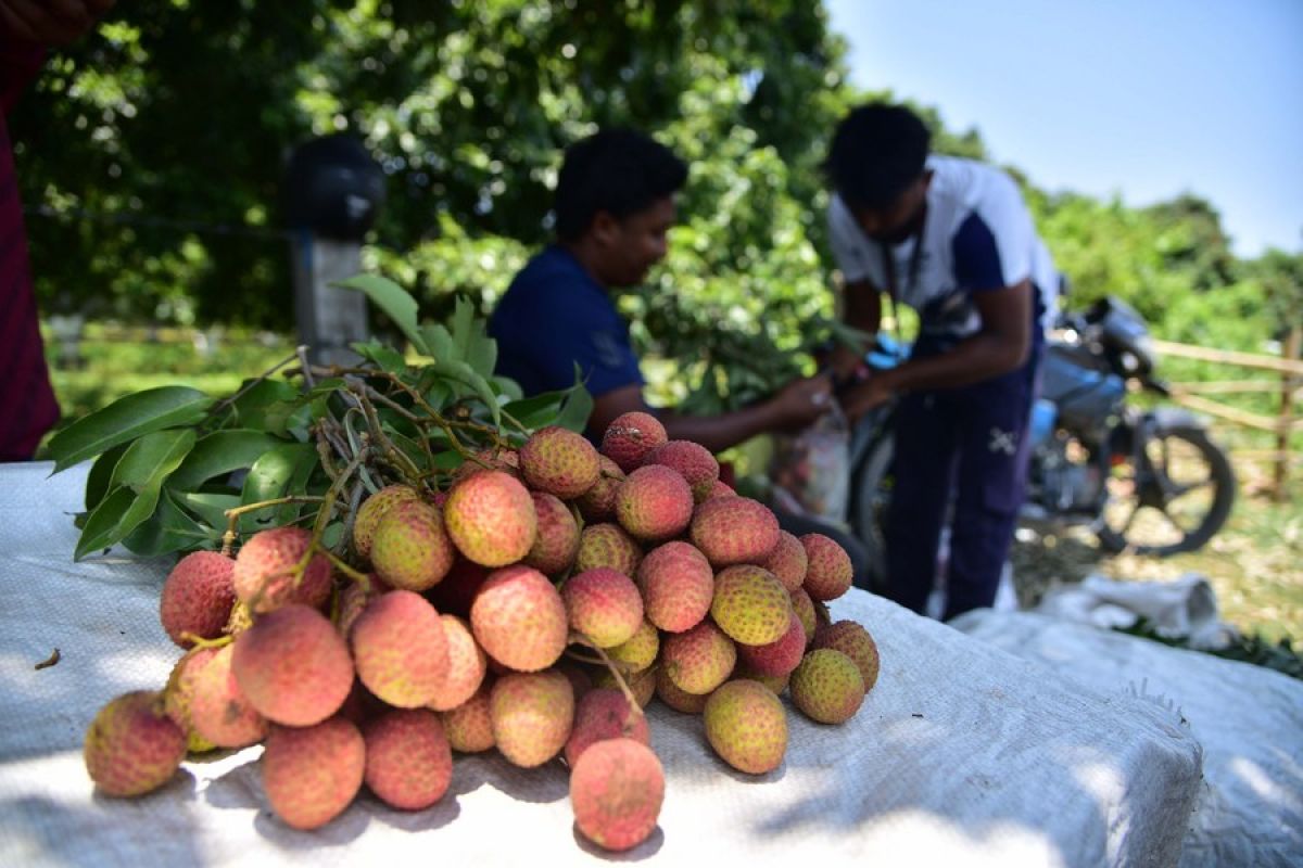 Album Asia: Menilik manisnya panen raya buah leci bagi petani di India