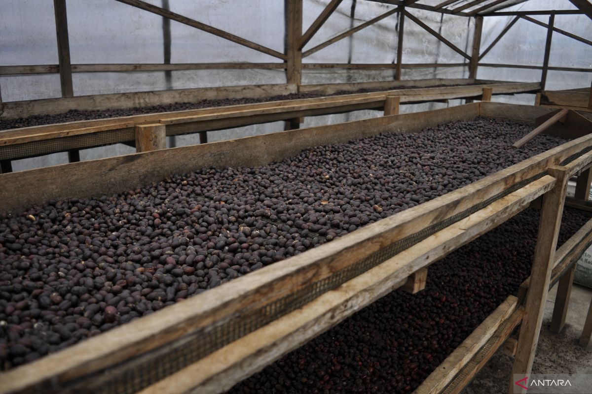 Petani kopi Sumsel diingatkan antisipasi anomali cuaca hingga akhir tahun