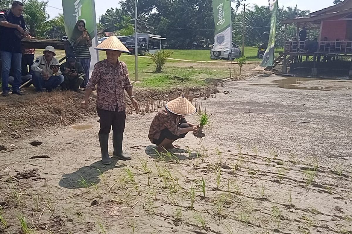 Masyarakat Batanghari mulai lakukan proses tanam padi