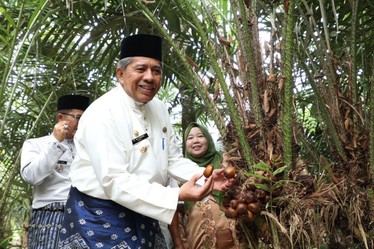Wisata petik buah salak madu di Siak-Riau berpotensi dikembangkan