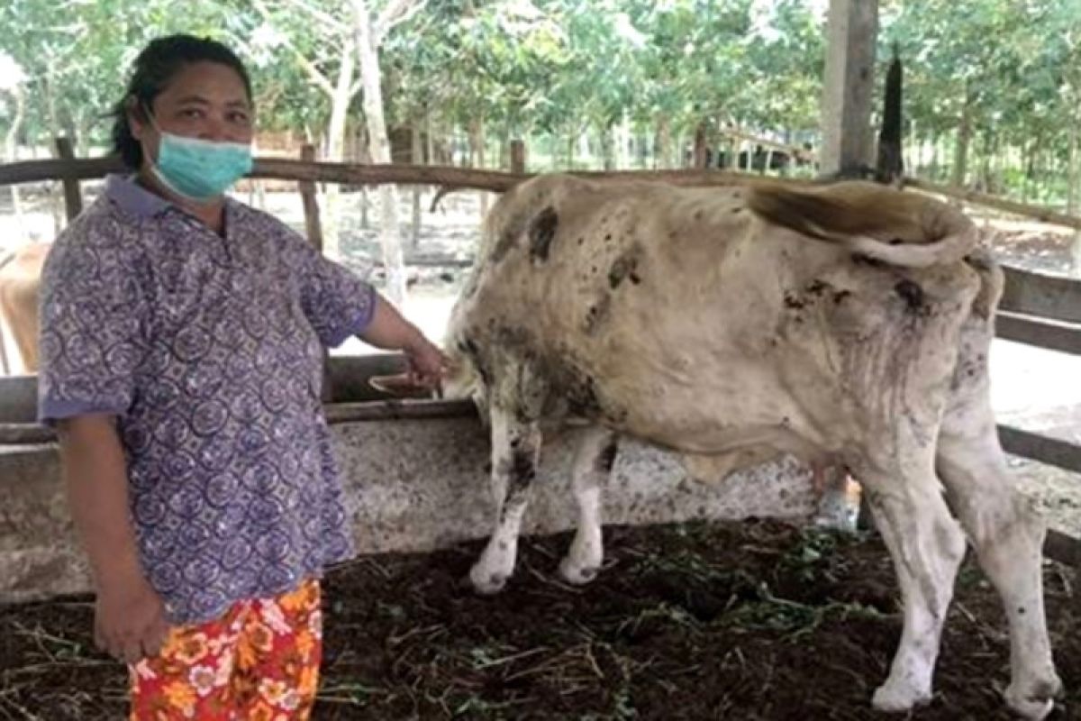 RPH Kota Makassar ingatkan masyarakat waspadai PMK hewan qurban