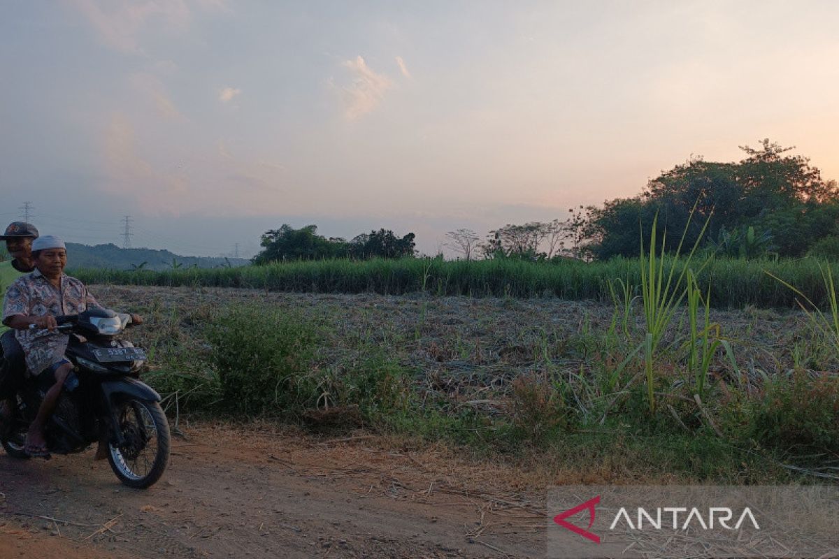 Distan Cirebon catat luas lahan tebu meningkat jadi 4.697 ha