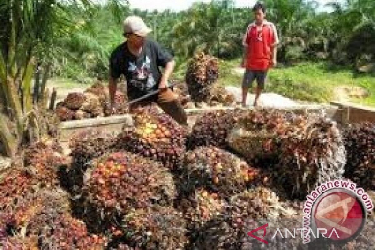 Petani di Sulawesi Tenggara sambut positif kenaikan harga tandan sawit segar