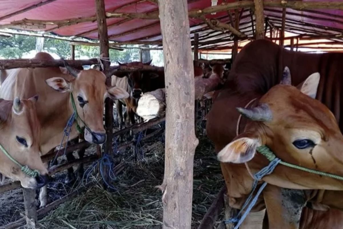 Pemprov Riau diminta intensifkan pemeriksaan hewan kurban jelang Idul Adha