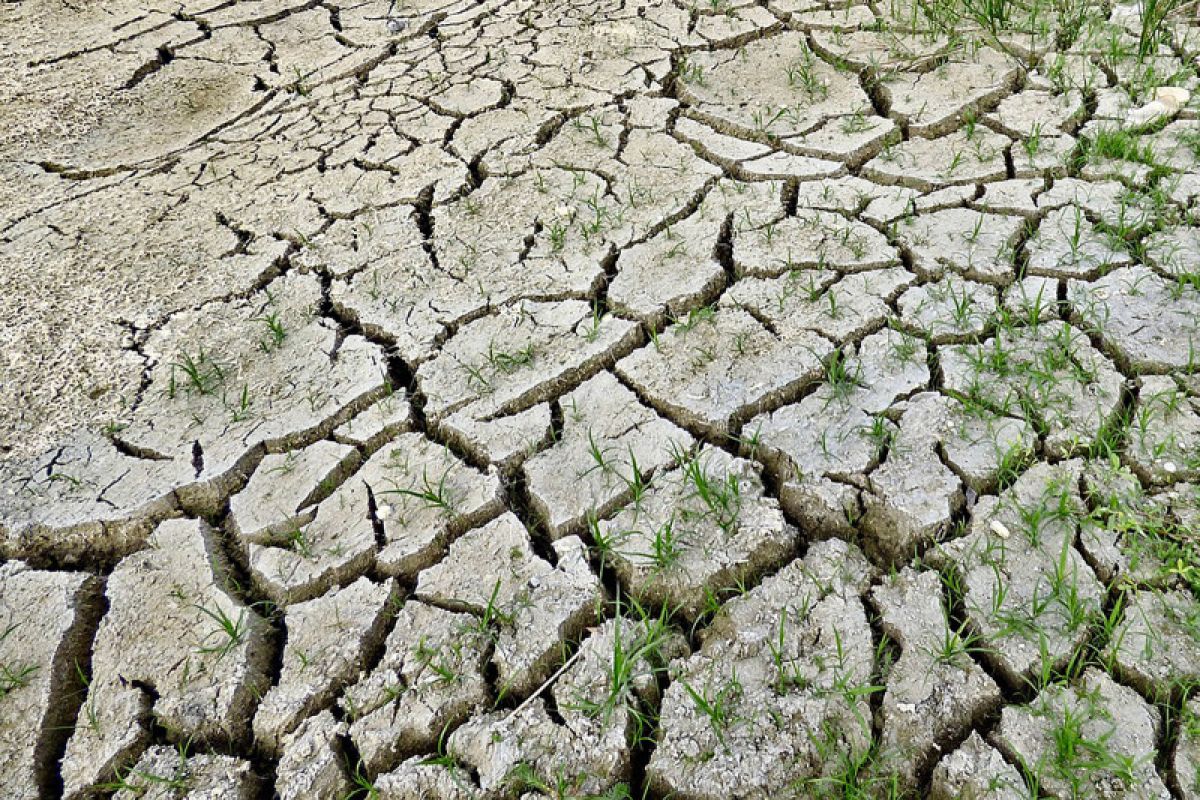 Pengamat nilai pemerintah perlu menyiapkan skema antisipasi El Nino