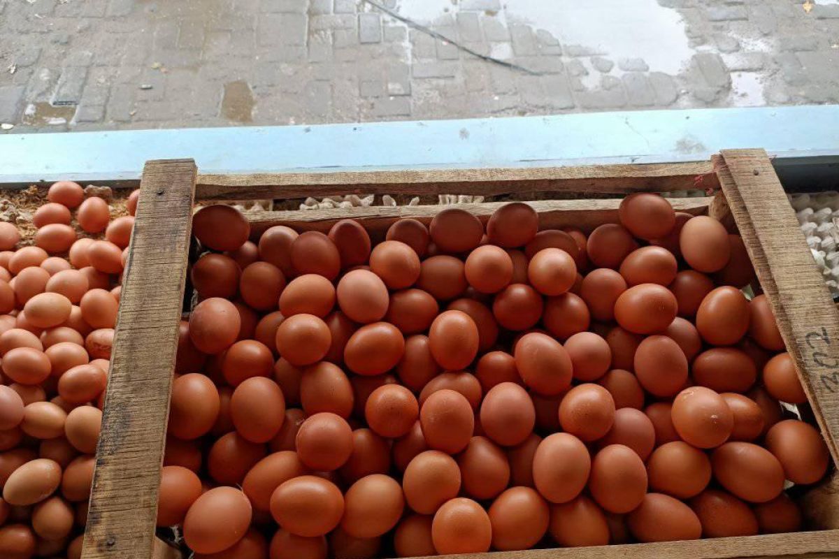 Harga telur ayam di Batanghari naik