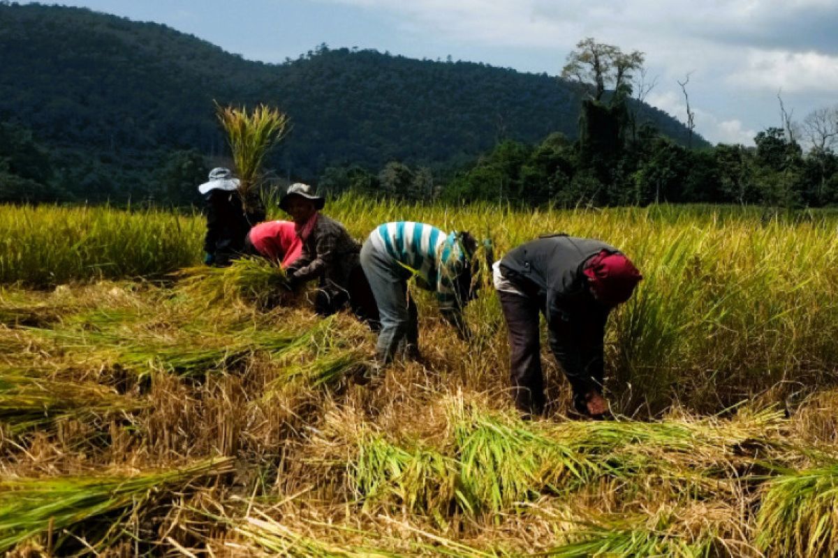 Pemprov Riau tingkatkan ketahanan pangan dengan dua program unggulan
