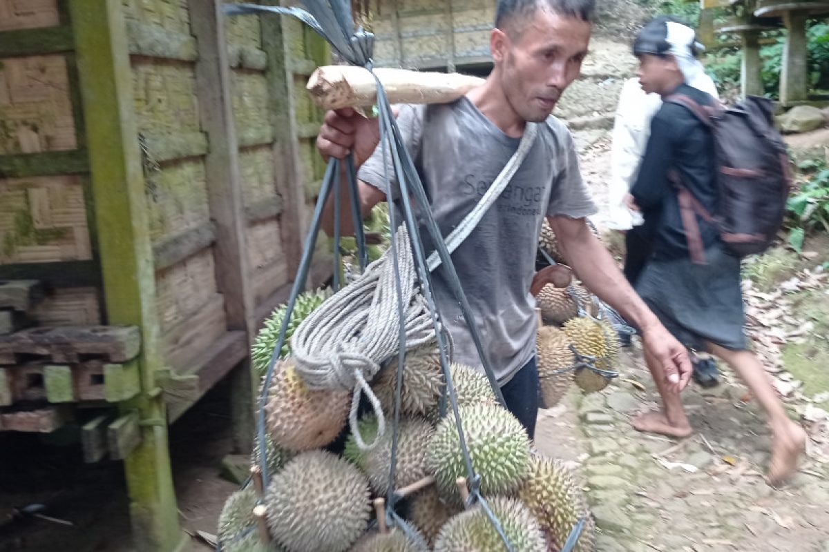 Ekonomi masyarakat Lebak Banten meningkat hasil buah durian yang melimpah