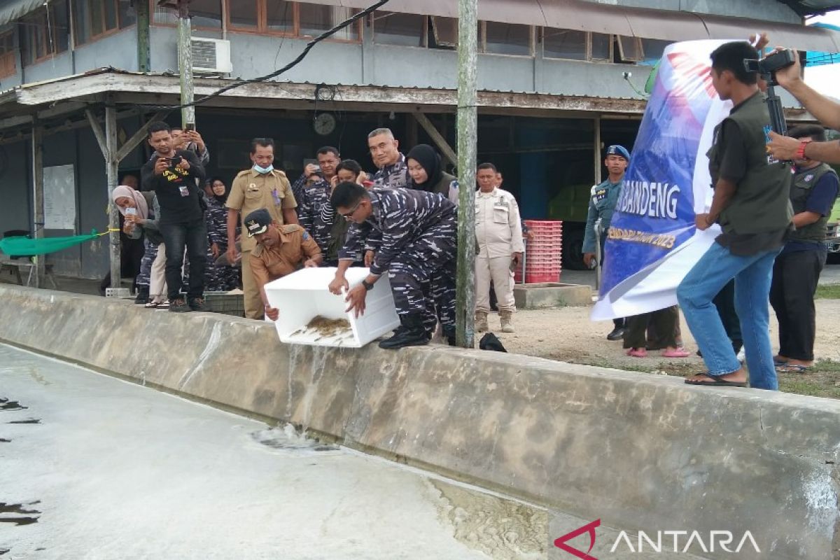 TNI AL bina warga Desa Ranooha Raya Konawe Selatan budi daya udang vaname
