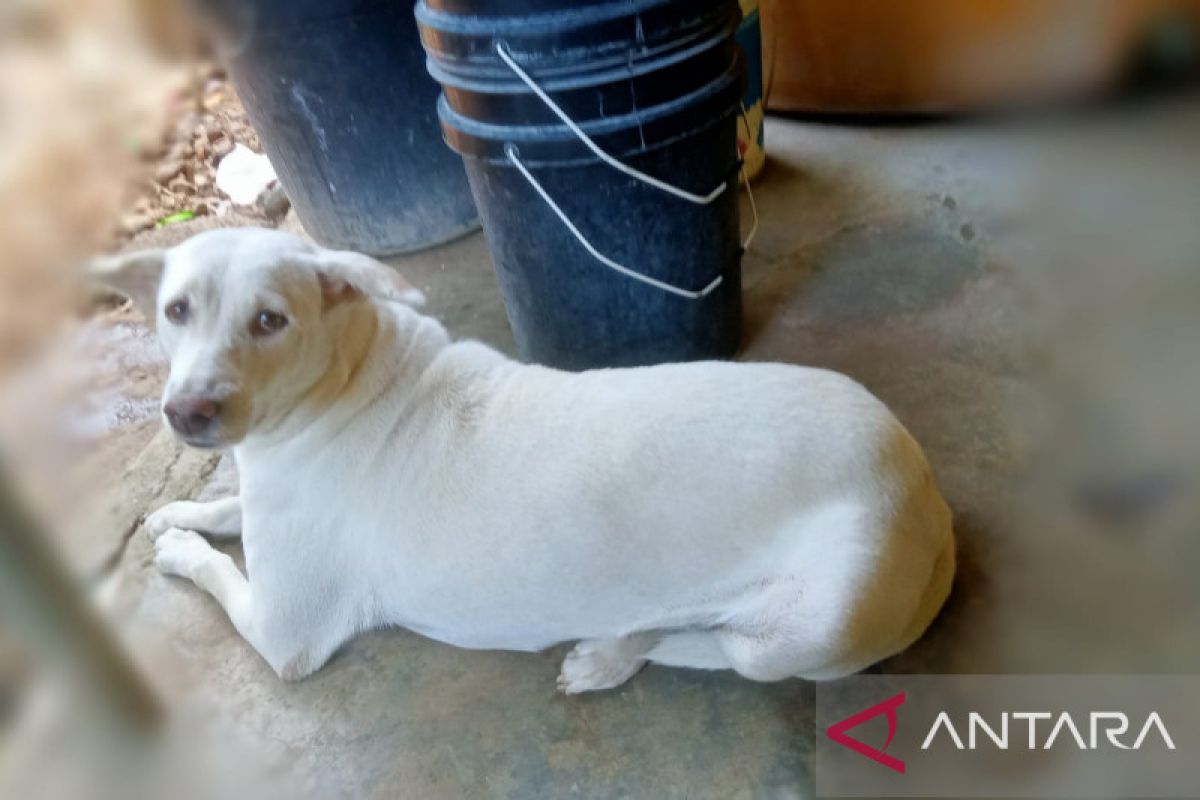 Fenomena lempar anjing ke buaya