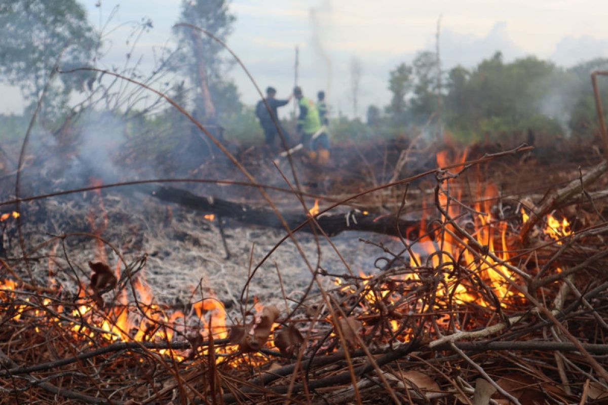 Dalam sehari, BPBD Palangka Raya catat lahan terbakar seluas 9 hektare