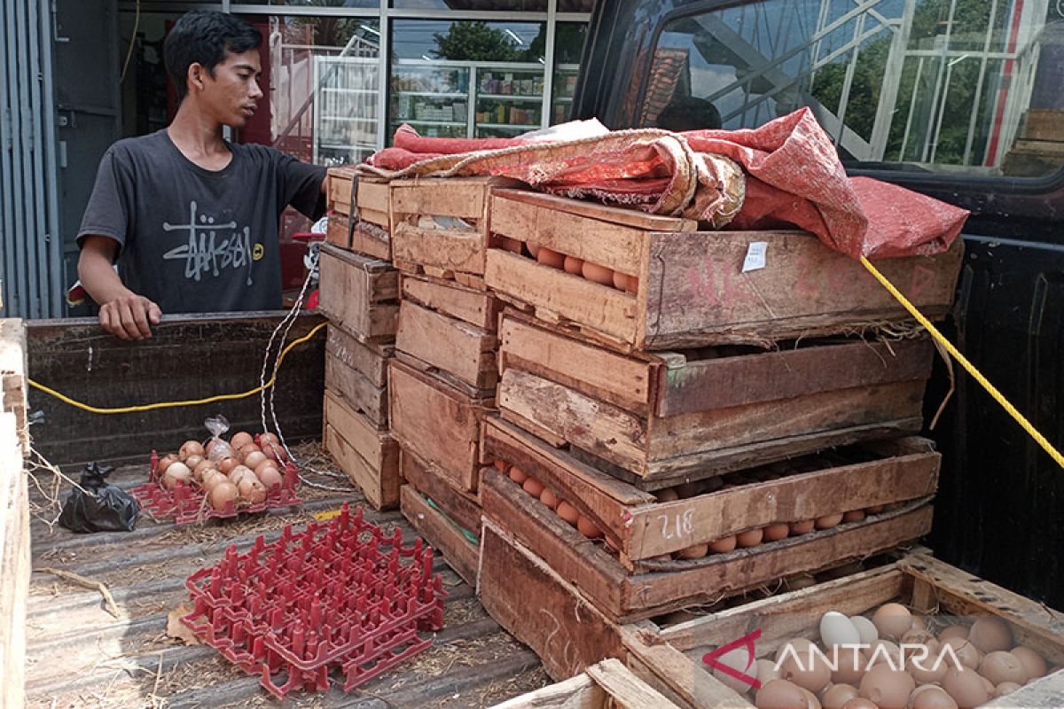 Harga telur ayam ras di pasar tradisional Banyumas mulai turun