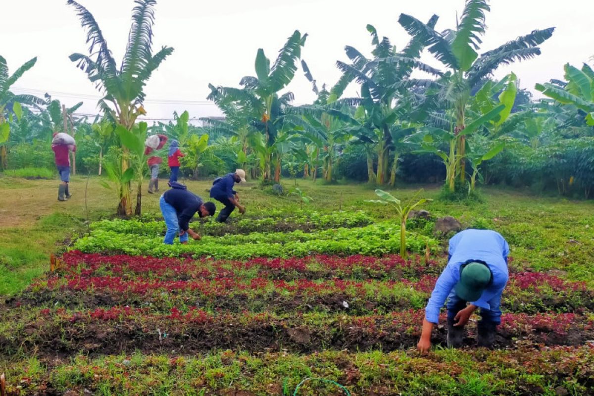 Surabaya optimalkan "urban farming" penuhi kebutuhan pangan warga