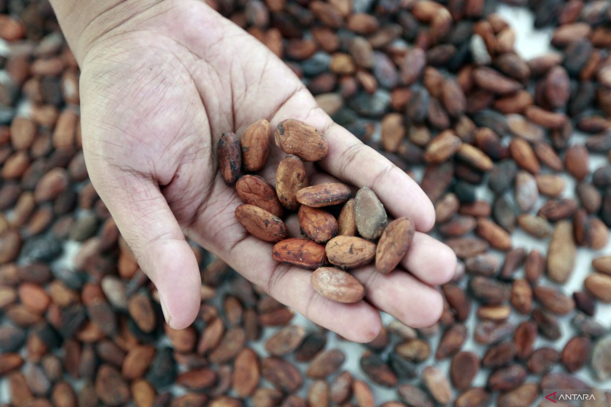 Kemendag: harga referensi biji kakao Maret menguat 24,18 persen