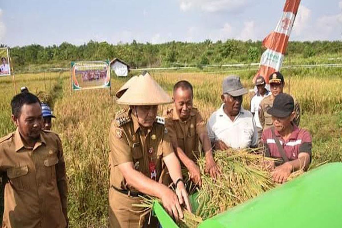 Pj Bupati Kobar ikut memanen padi di Karangsari