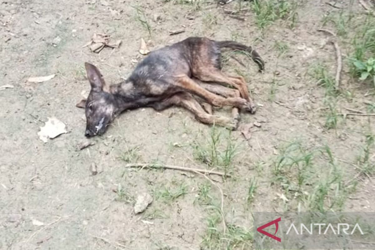 Pemkab TTS catat 46 orang terinfeksi anjing rabies, satu meninggal