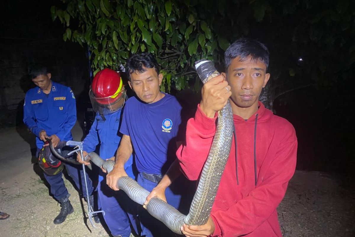 King kobra ditemukan di rumah warga di Pacitan