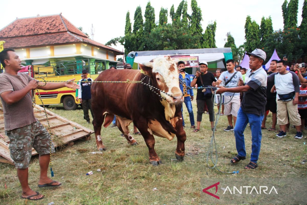 Kontes ternak tingkatkan nilai jual sapi di Situbondo Jatim